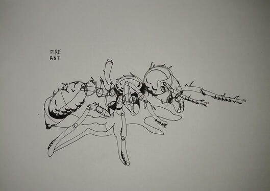 Bug 3