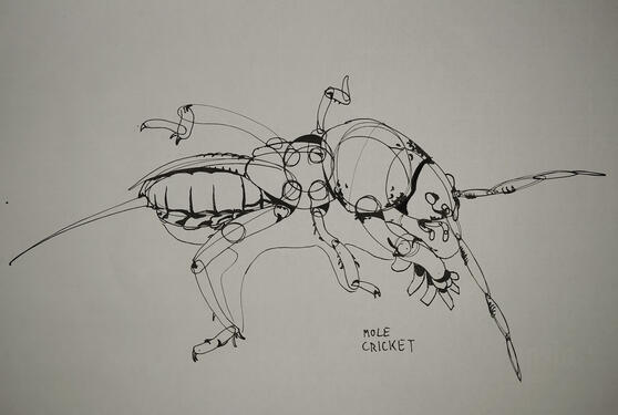 Bug 4